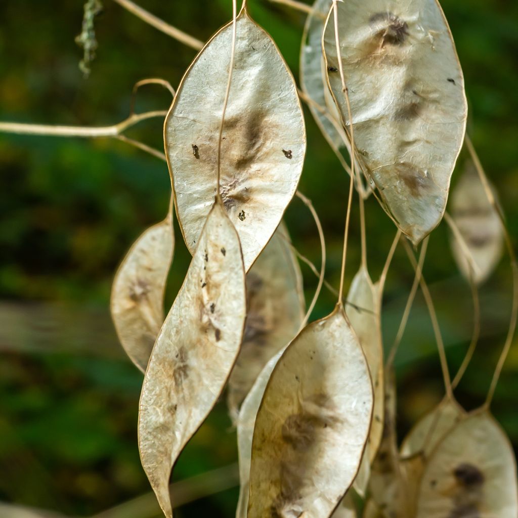 Lunaire vivace - Lunaria rediviva