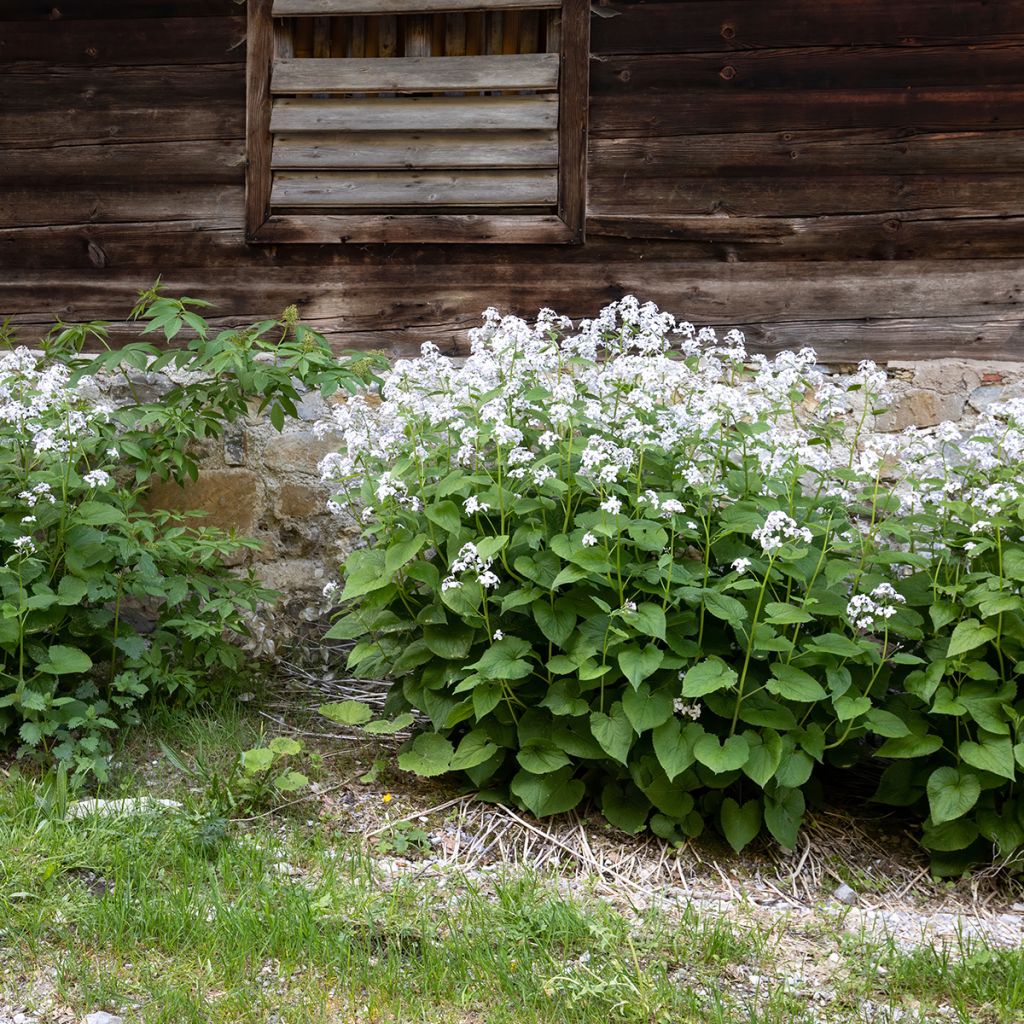 Lunaire vivace - Lunaria rediviva