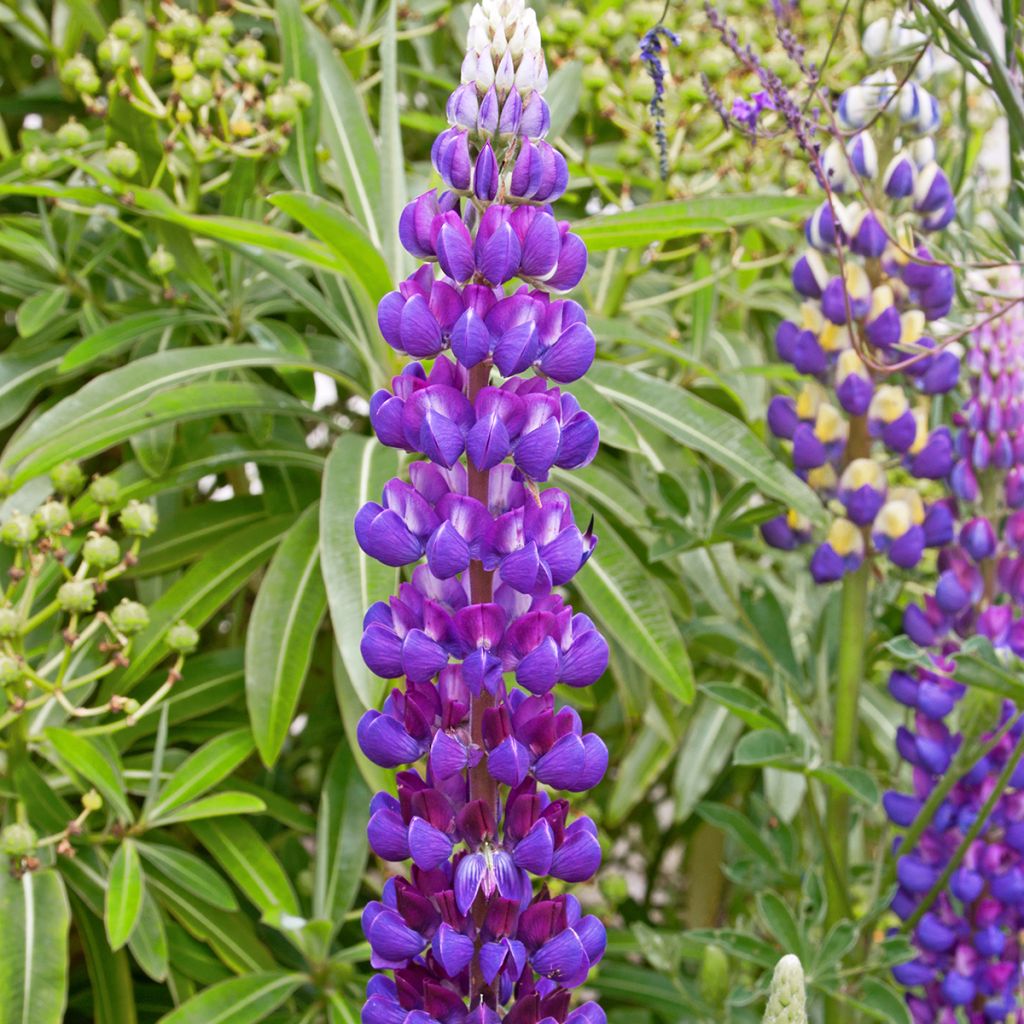Lupin Gallery Blue