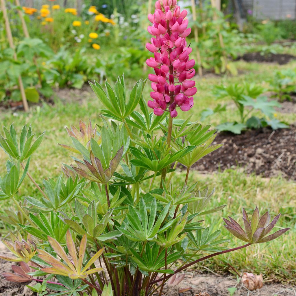 Lupin Gallery Pink
