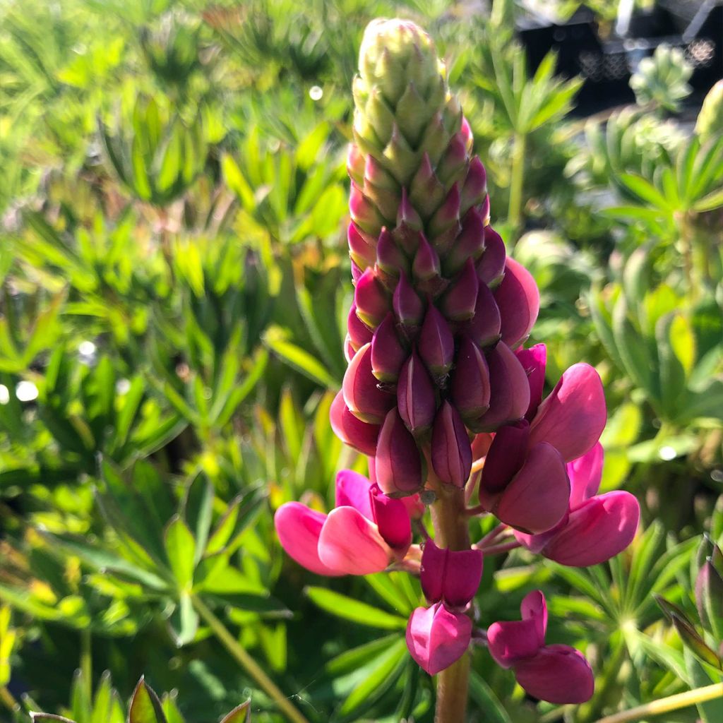 Lupin Gallery Red