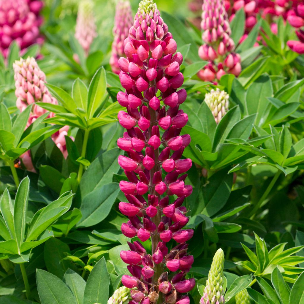 Lupin Gallery Red