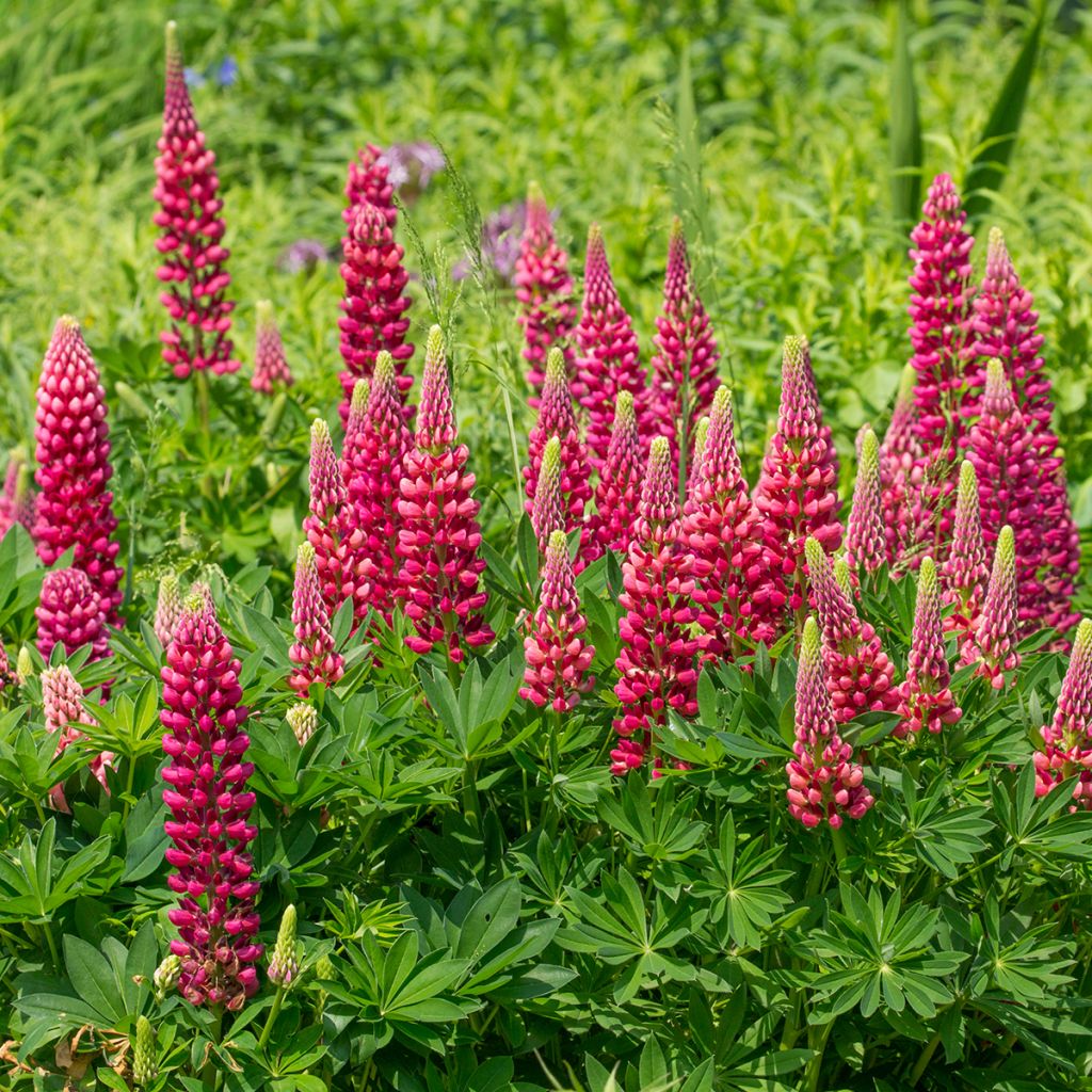 Lupin Gallery Red