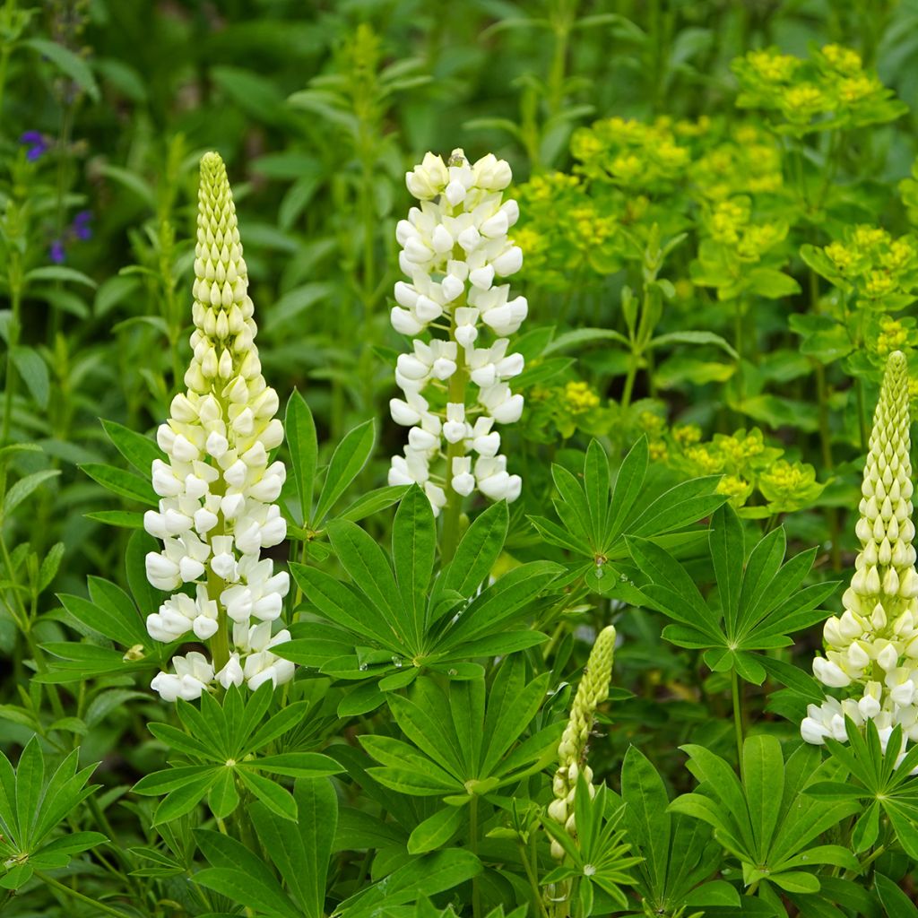 Lupin Gallery White