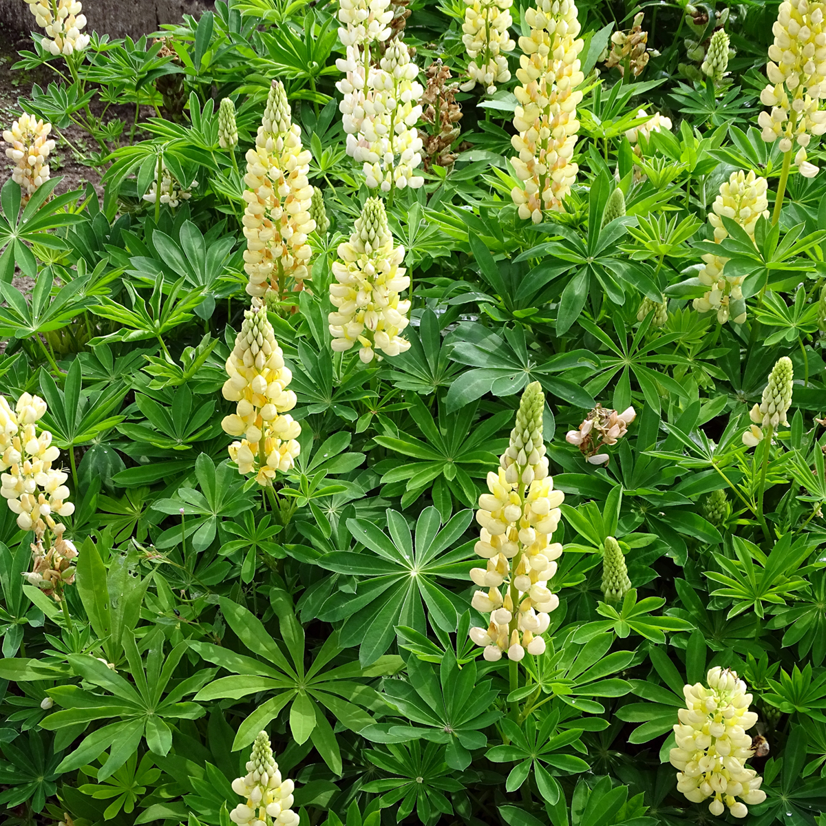 10 Graines De Lupin Jaune (Lupinus Luteus) - Engrais Vert, Floraison Estivale, Pour Jardin Naturel