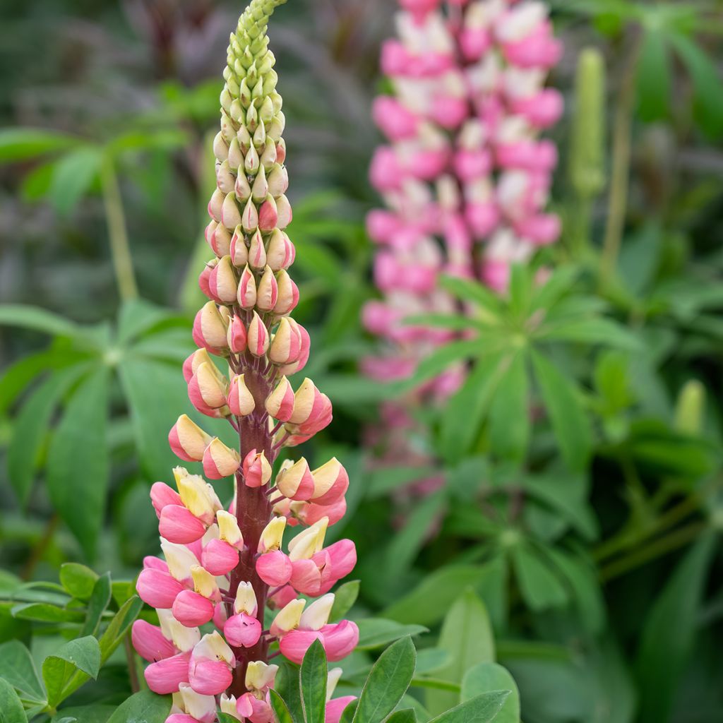 Lupin La Chatelaine rose