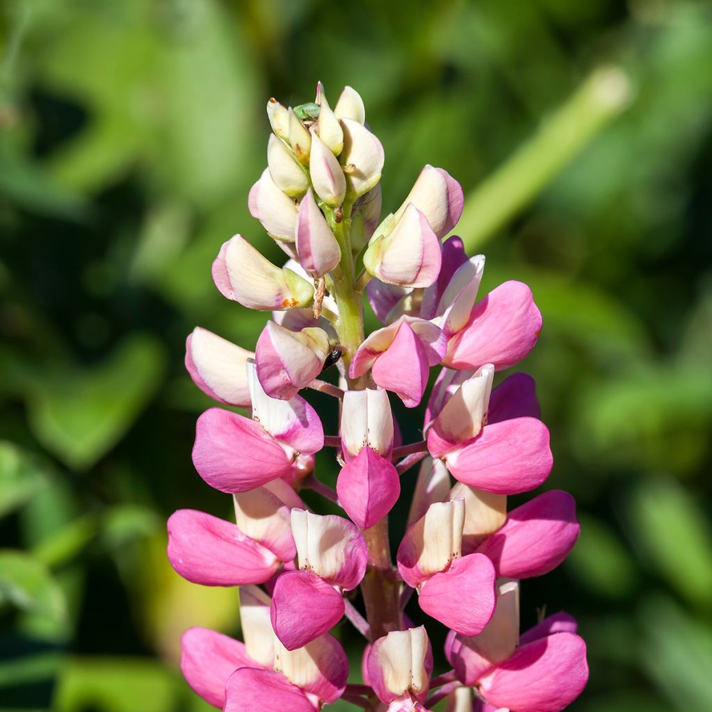 Lupin La Chatelaine rose