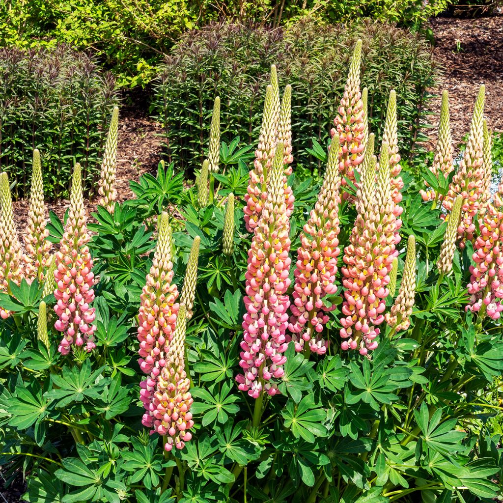 Lupin La Chatelaine rose