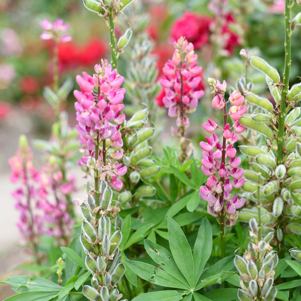 Lupin La Chatelaine rose