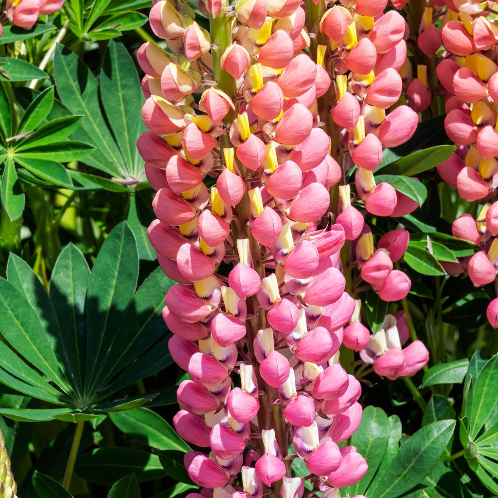 Lupin La Chatelaine rose