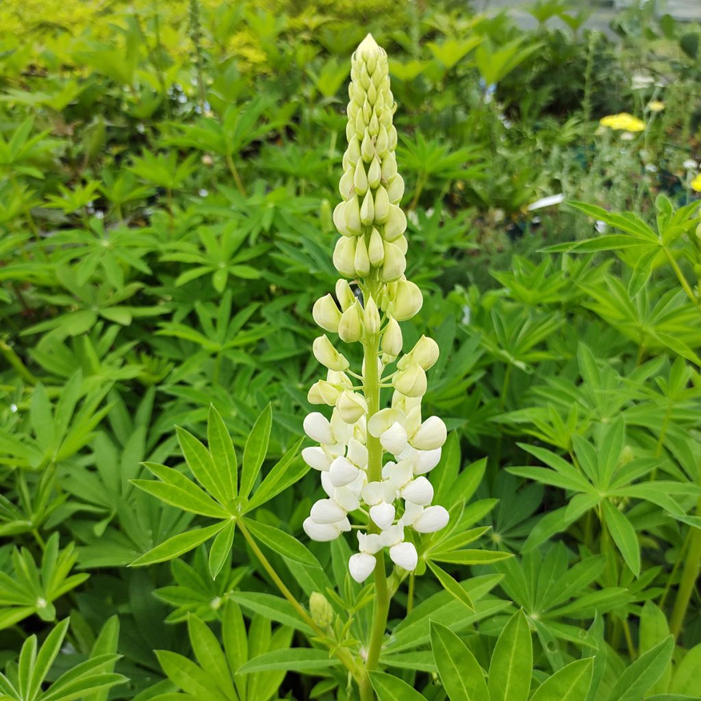 Lupin La Demoiselle (Noble Maiden) blanc