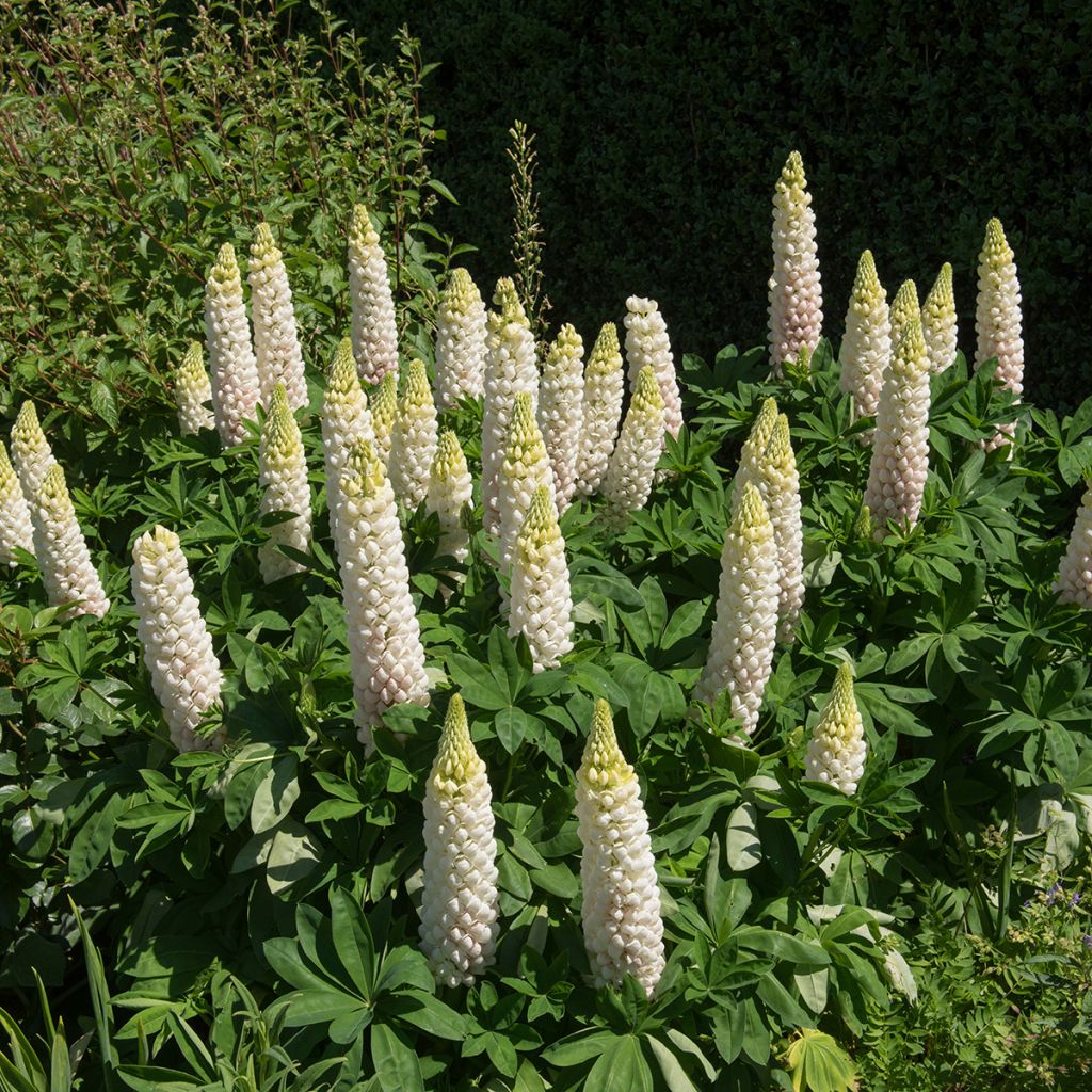 Lupin La Demoiselle (Noble Maiden) blanc