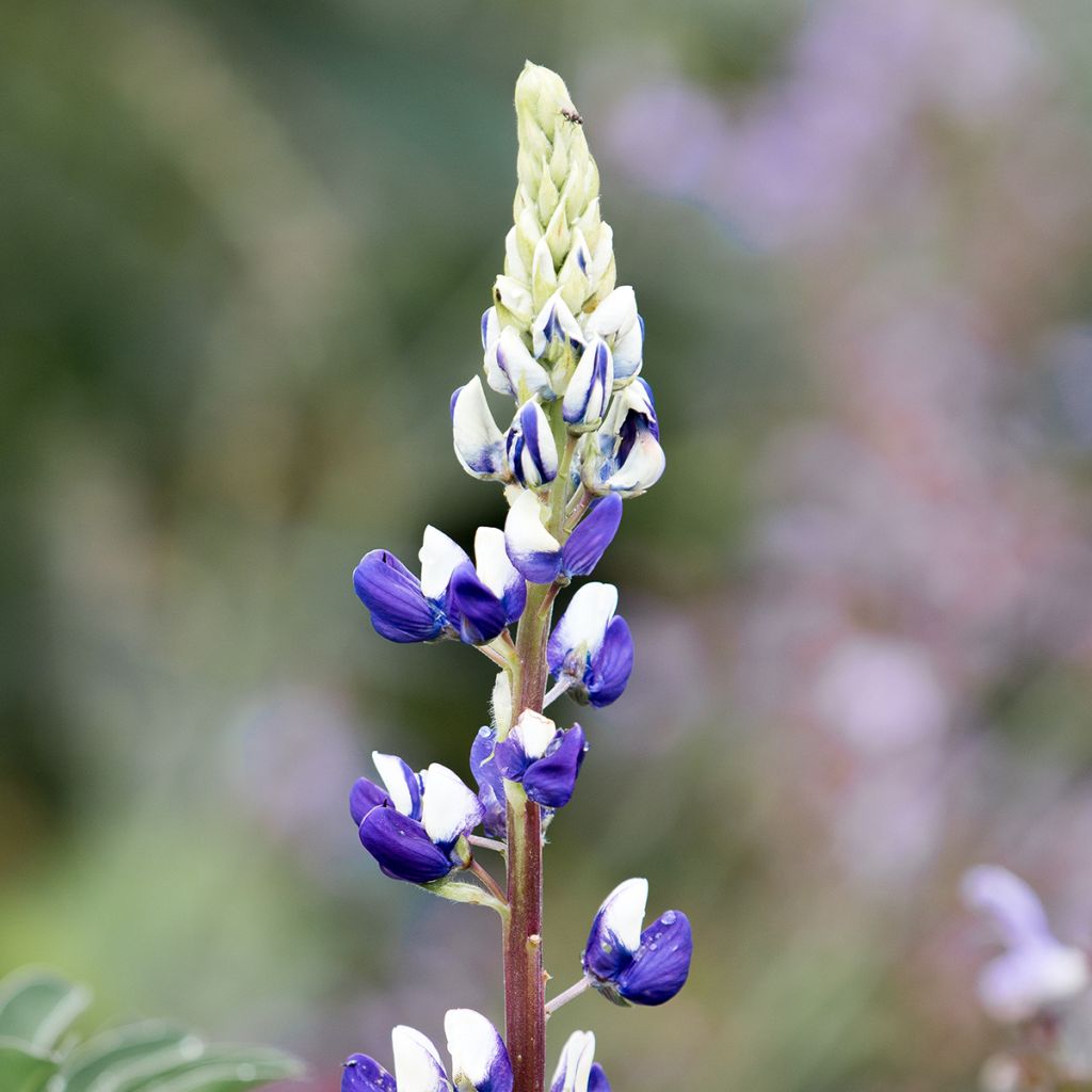 Lupin Le Gentilhomme (The Governor) bleu