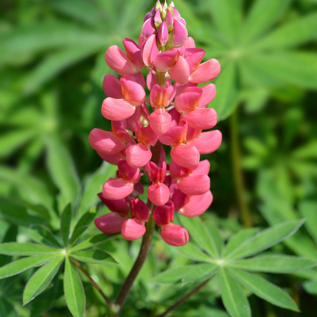 Lupin Mon Chateau (My Castle) rouge