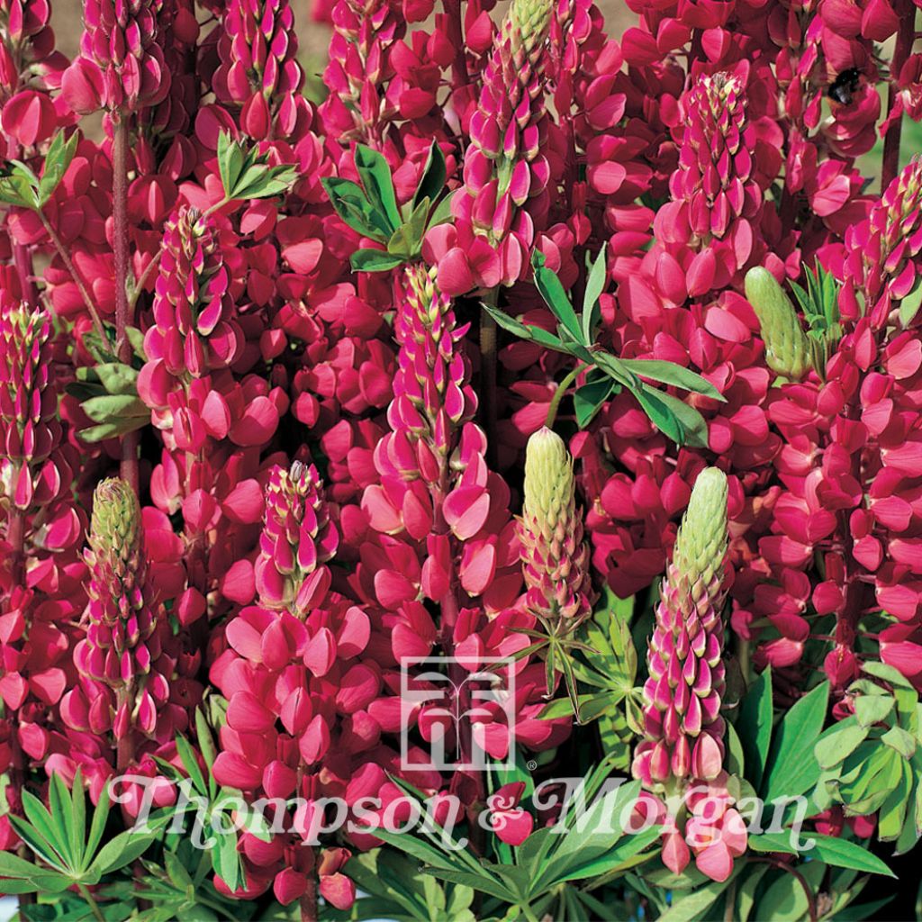 Lupin Morello Cherry 