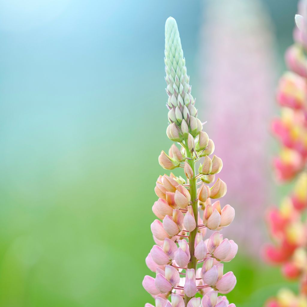 Lupin West Country Blossom rose pâle