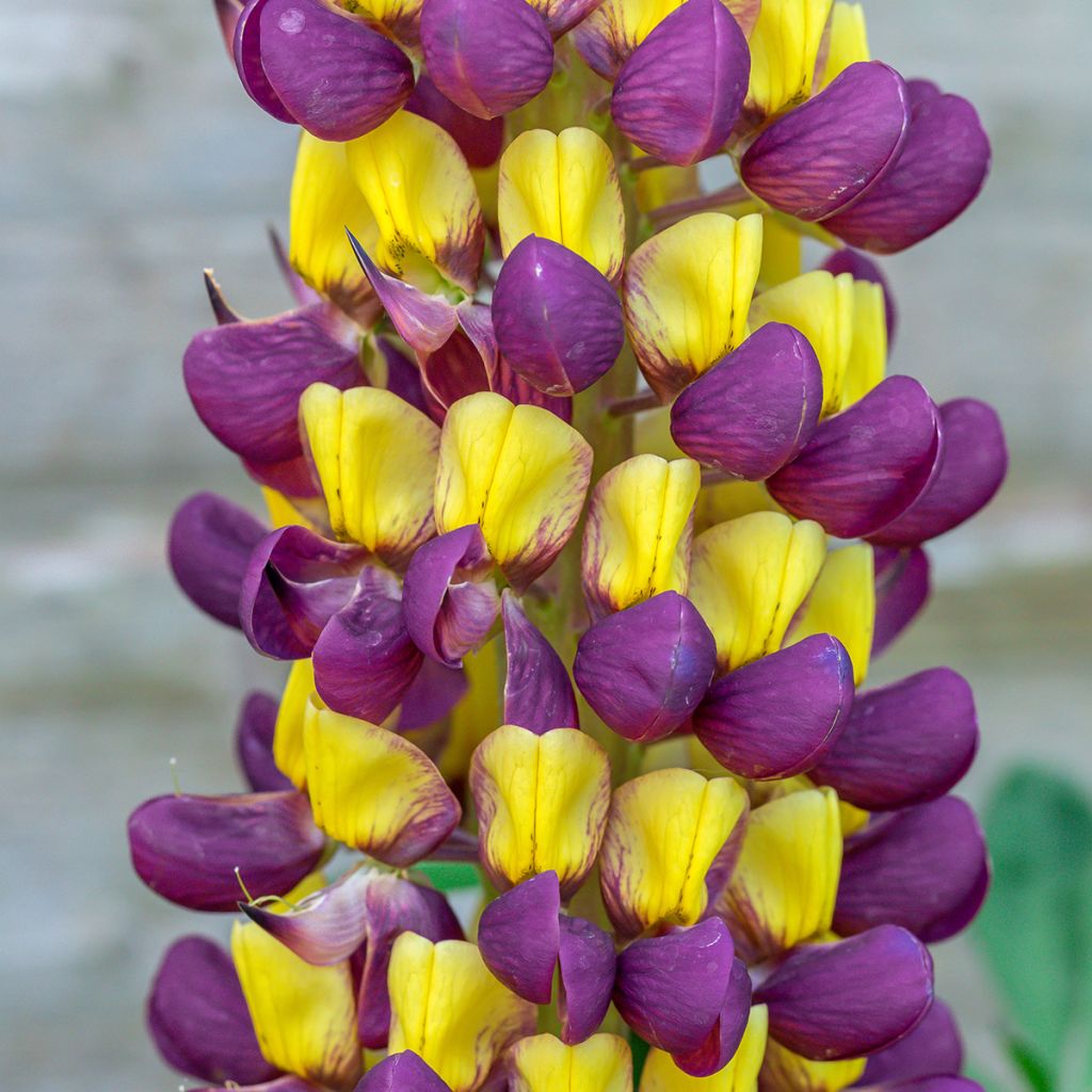 Lupin West Country Manhattan Lights