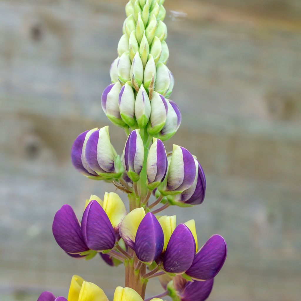 Lupin West Country Manhattan Lights