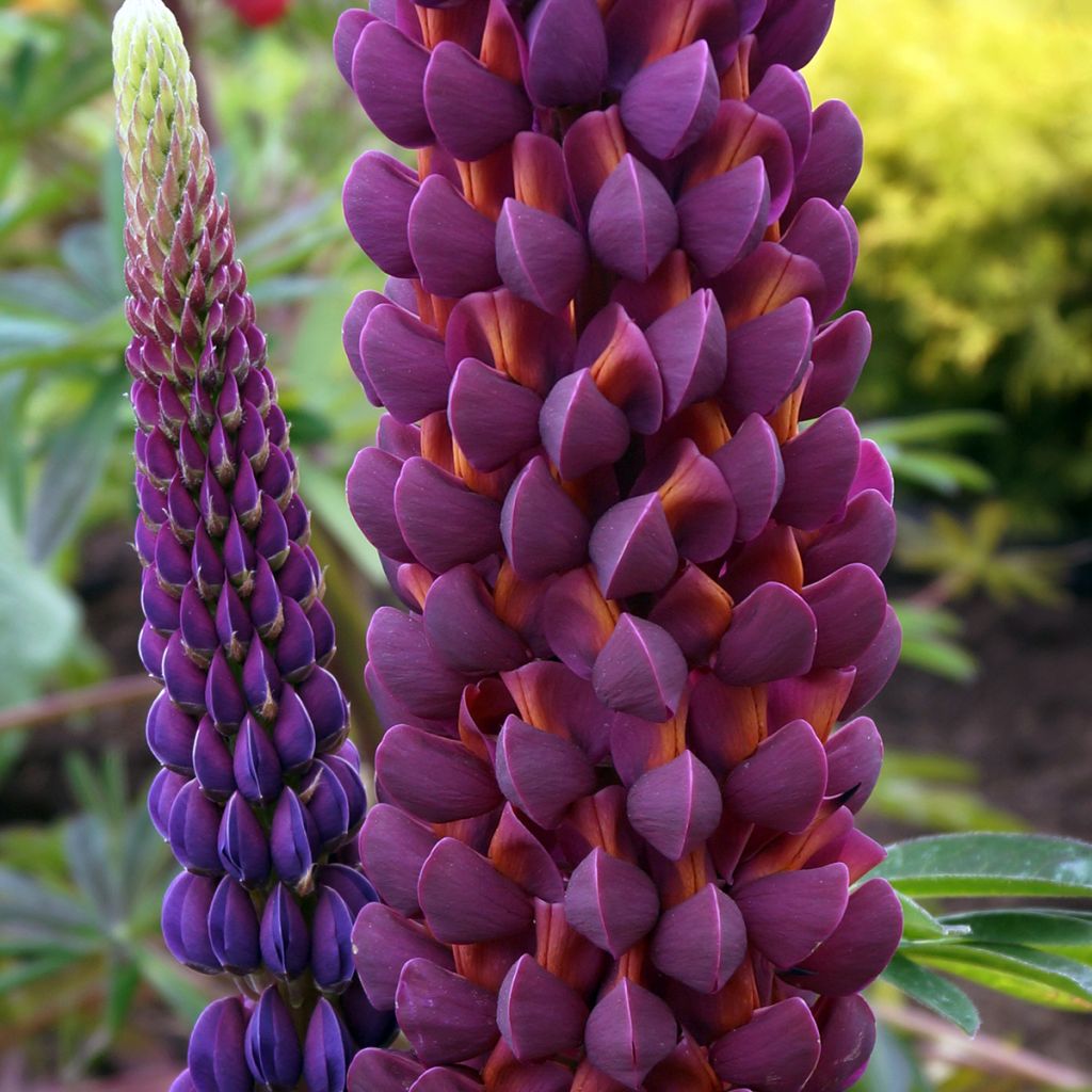 Lupin West Country Masterpiece