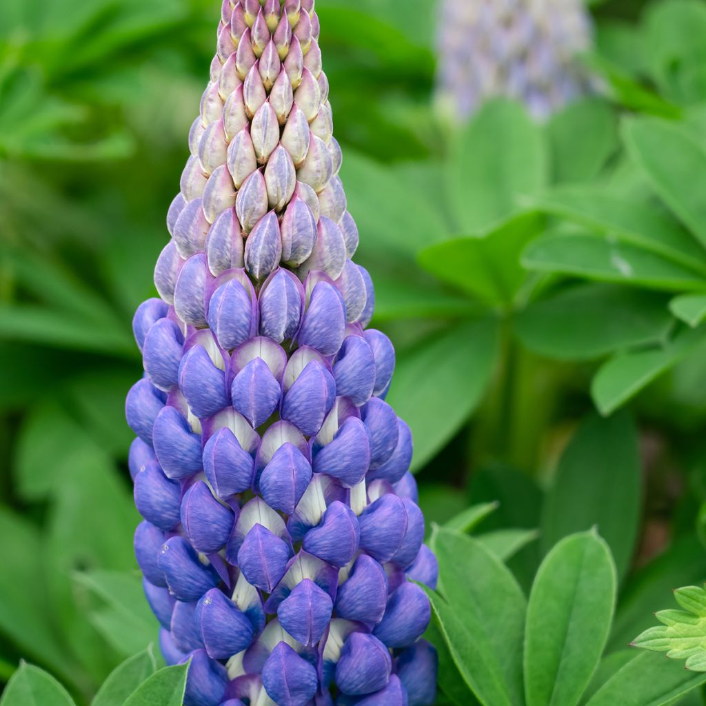 Lupin West Country Persian Slipper bleu-violacé.