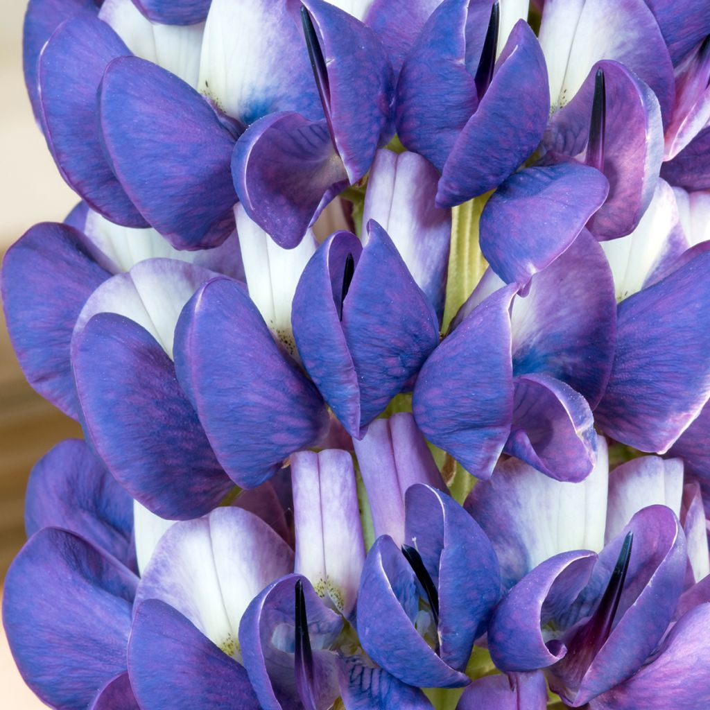 Lupin West Country Persian Slipper bleu-violacé.