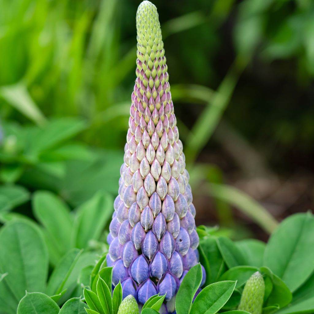 Lupin West Country Persian Slipper bleu-violacé.