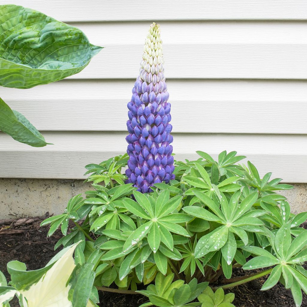 Lupin West Country Persian Slipper bleu-violacé.