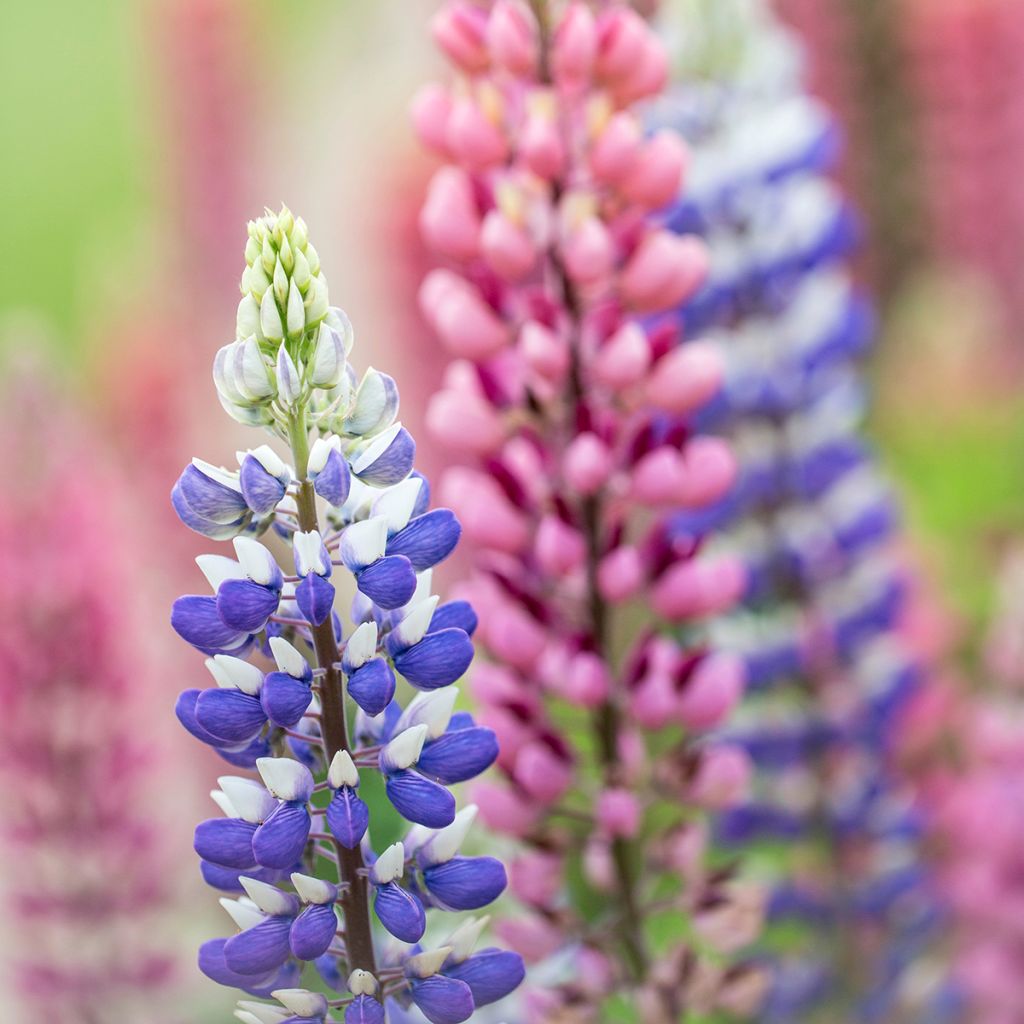 Lupin West Country Persian Slipper bleu-violacé.