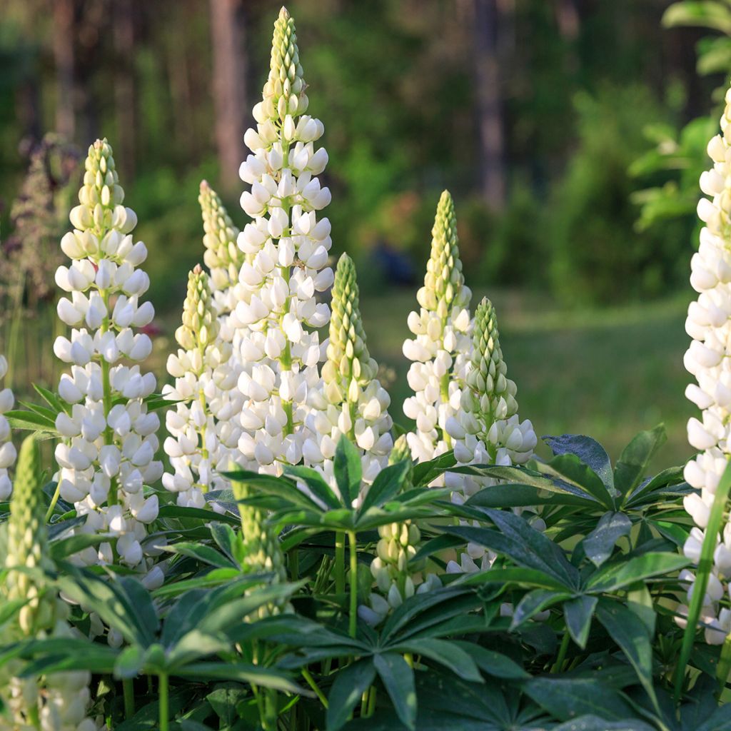 Lupin West Country Polar Princess blanc