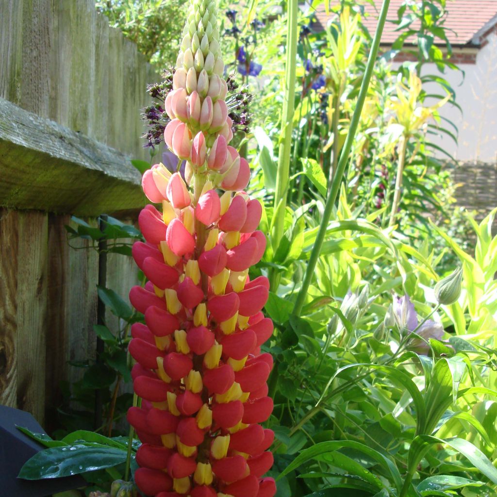 Lupin West Country Tequila Flame® rouge et jaune