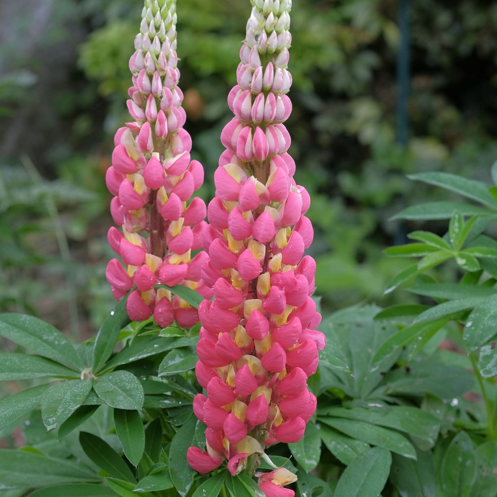 Lupin West Country Tequila Flame rouge et jaune