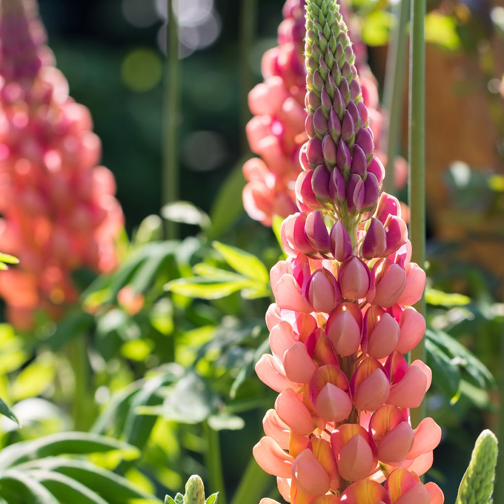 Lupin West Country Terracotta