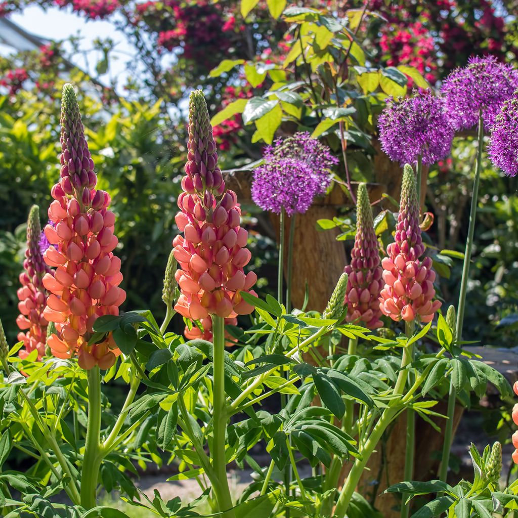 Lupin West Country Terracotta
