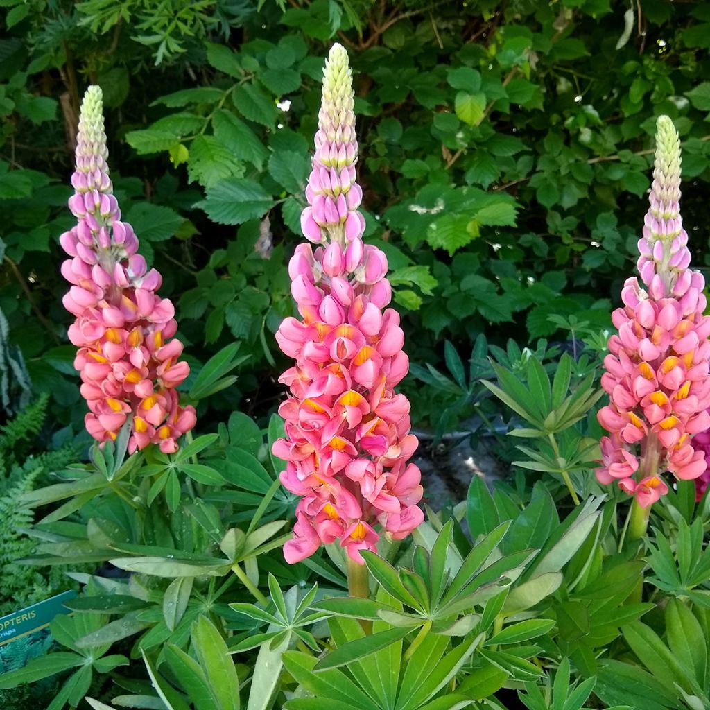 Lupin West Country Terracotta