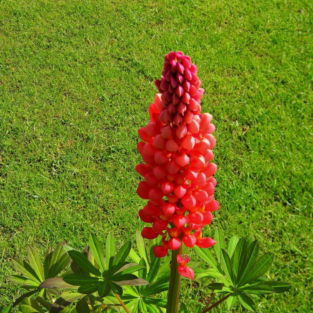 Lupin West Country Towering Inferno® rouge-orangé