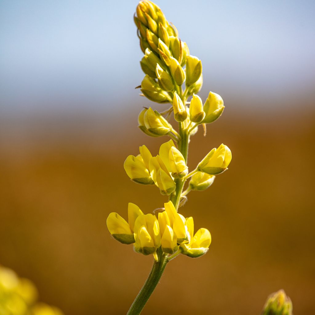 Lupin arboreus