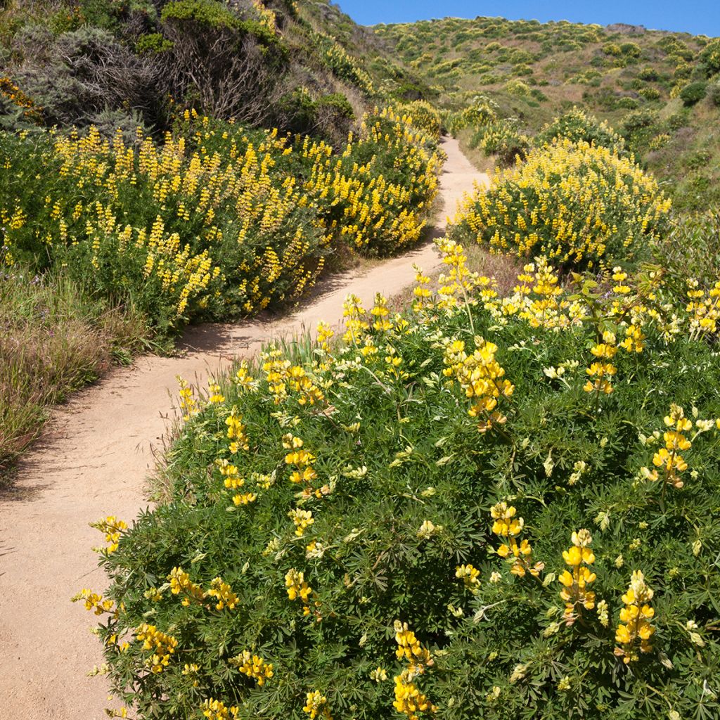 Lupin arboreus