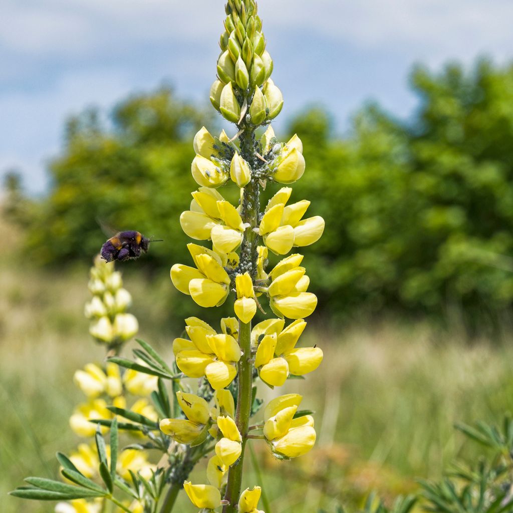 Lupin arboreus