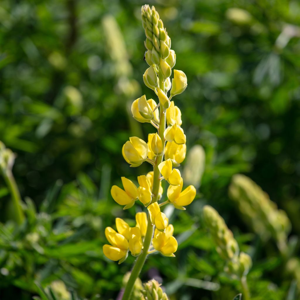 Lupin arboreus