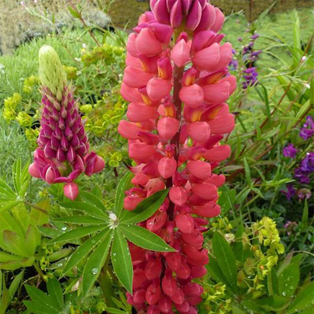 Lupin de Russel My Castle - Lupinus (x) Russellii