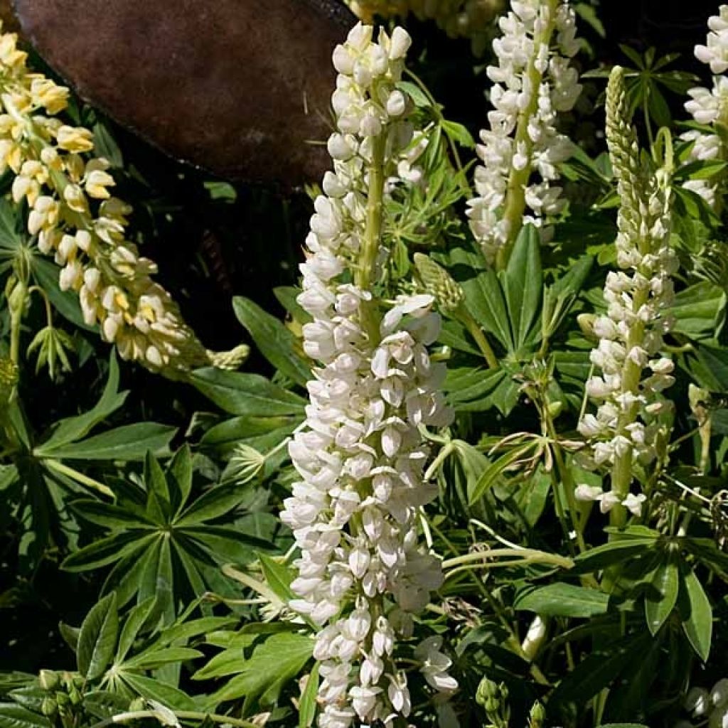 Lupin Gallery White