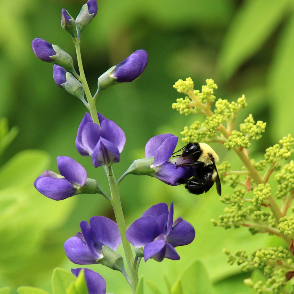 Lupin indigo - Baptisia Purple Smoke