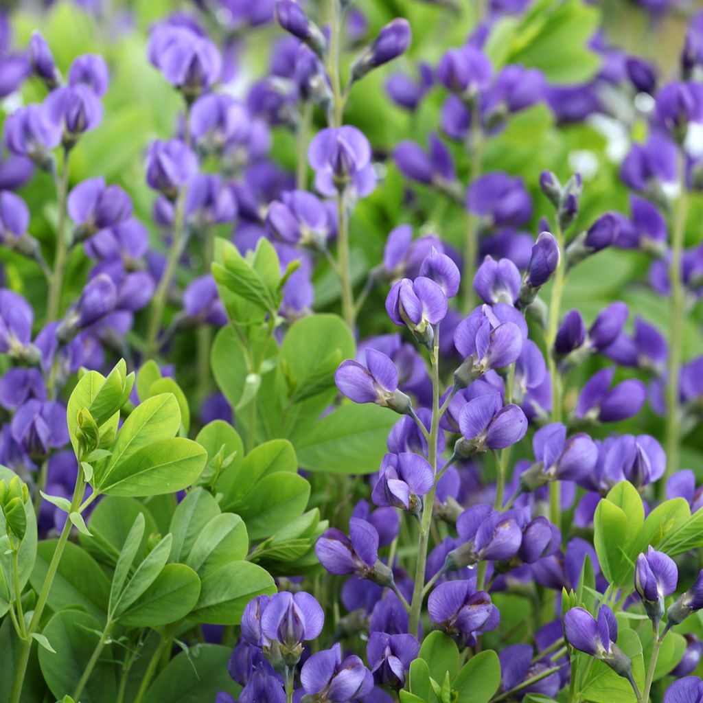 Lupin indigo - Baptisia Purple Smoke