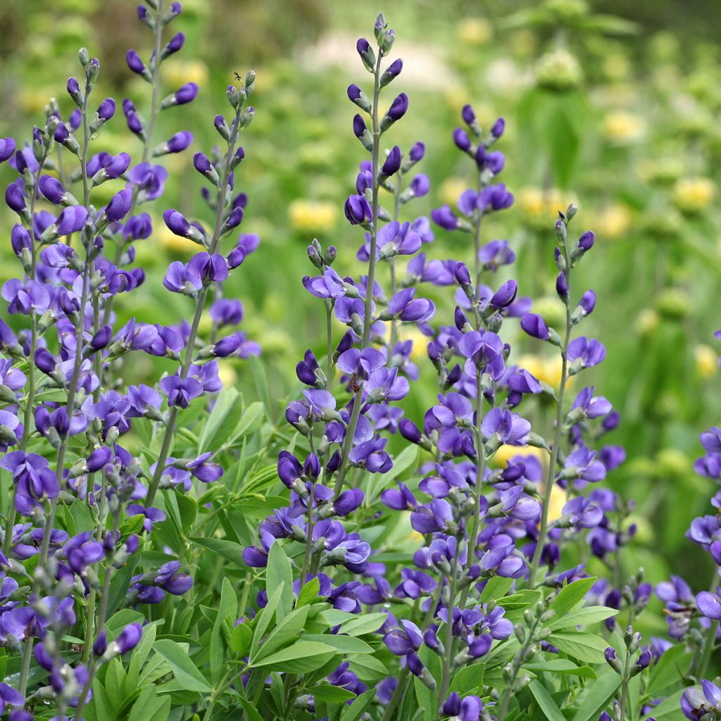 Lupin indigo, Baptisia australis