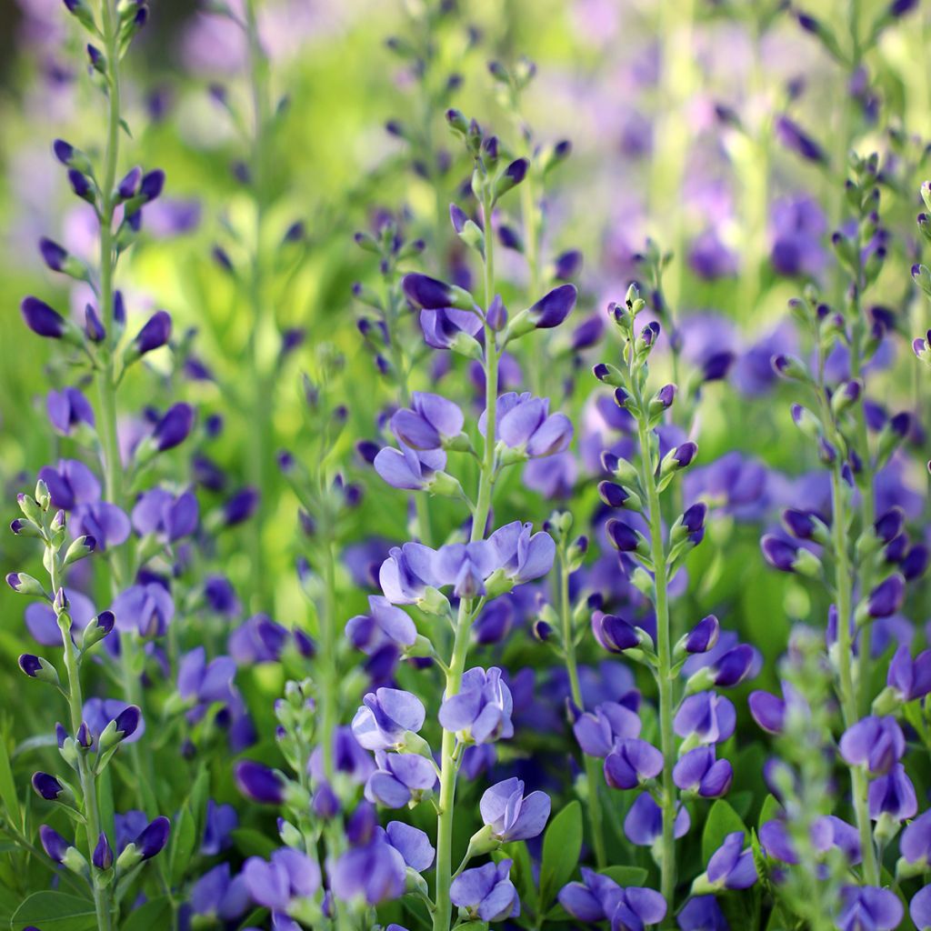 Lupin indigo, Baptisia australis