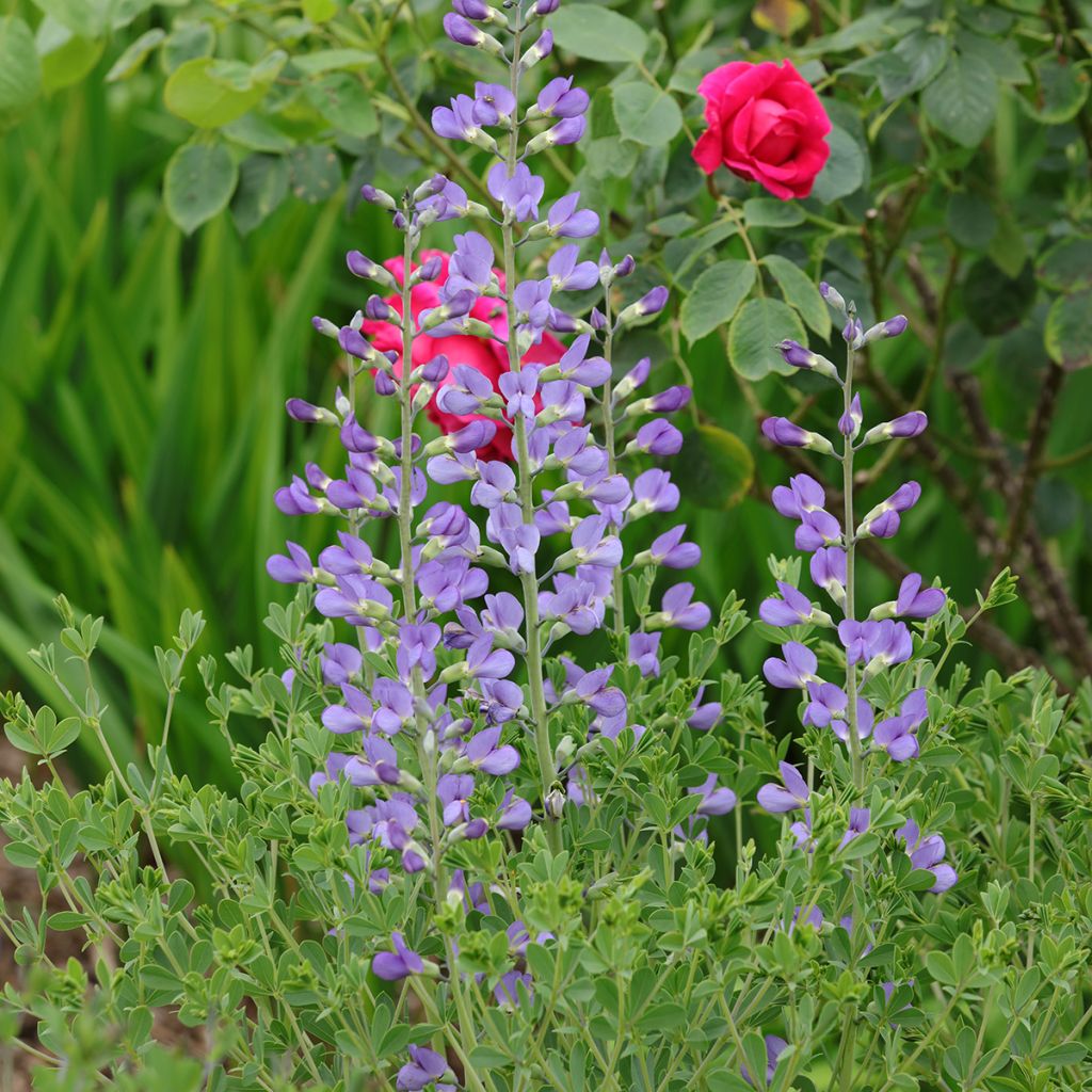 Lupin indigo, Baptisia australis