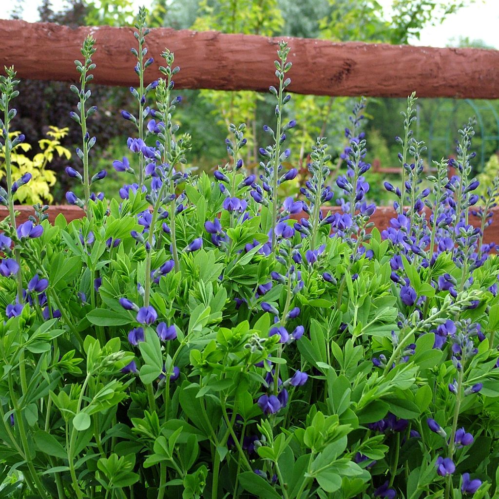 Lupin indigo, Baptisia australis