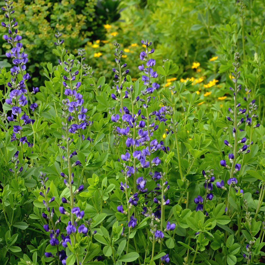 Lupin indigo, Baptisia australis