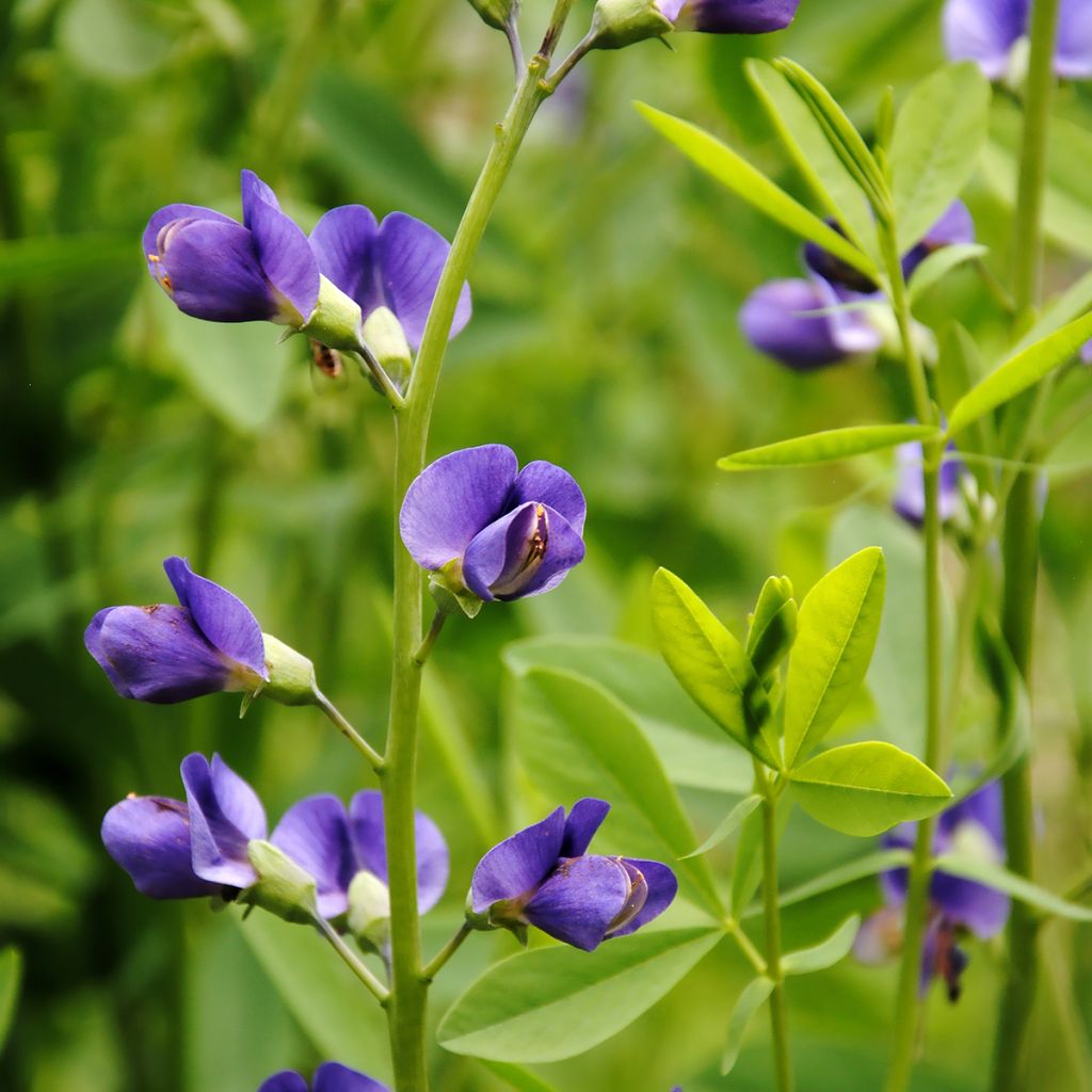 Lupin indigo, Baptisia australis