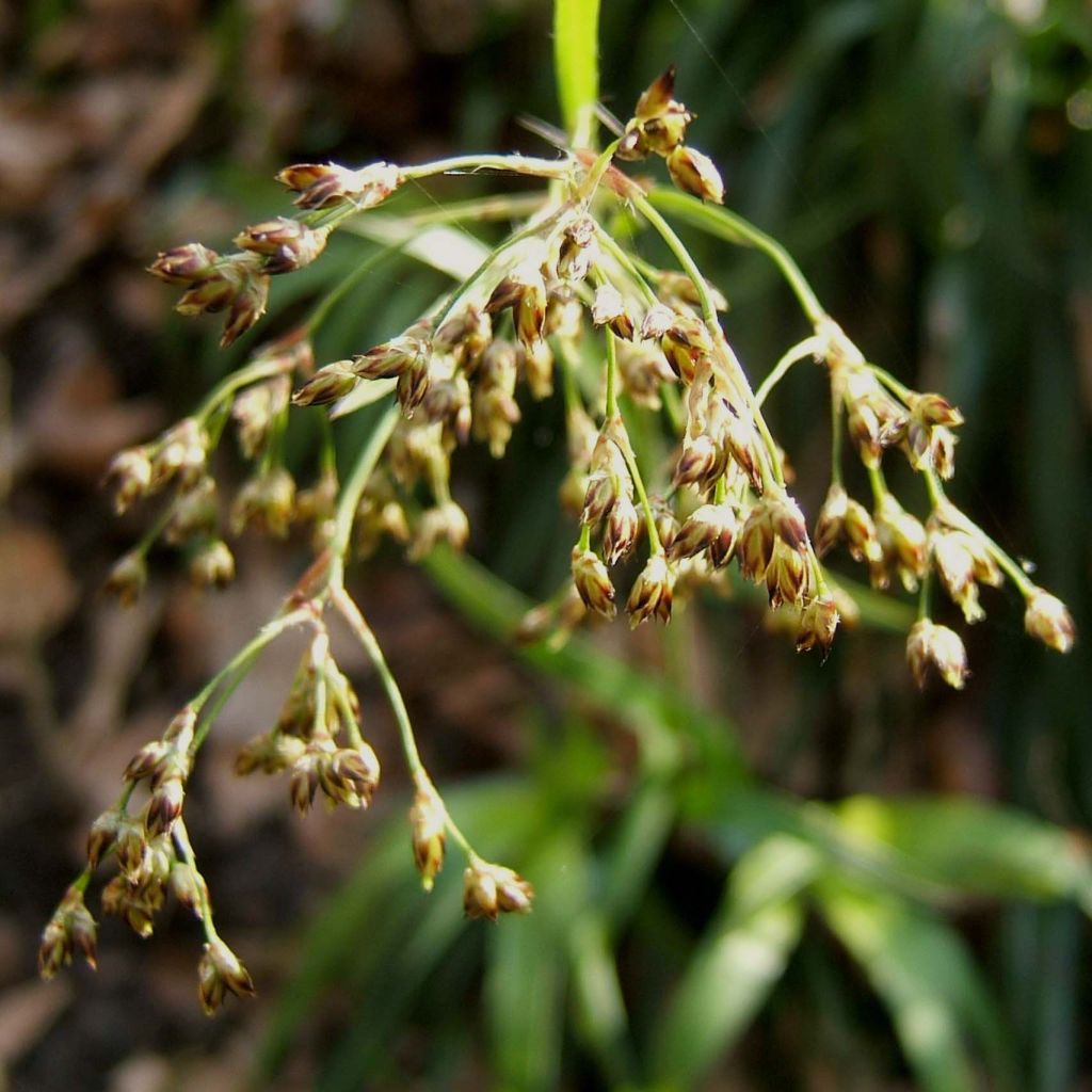 Luzula sylvatica - Luzule des bois